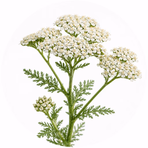 آکیلیا المپوس - Achillea Olympus