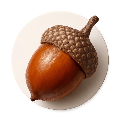 بلوط - Acorn
