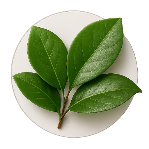 آکرونیشیا پدانکولاتا - Acronychia pedunculata