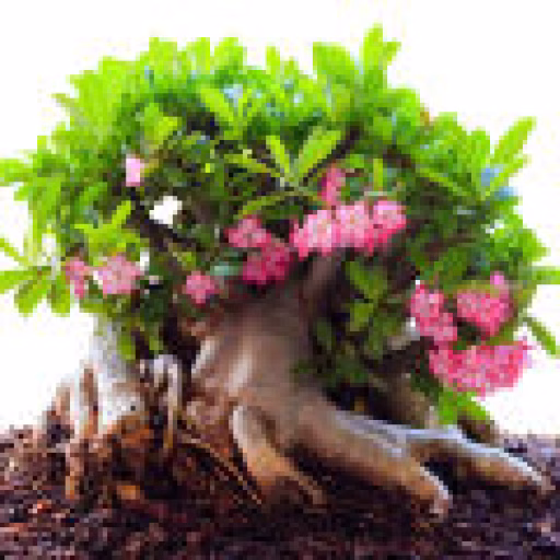 آدنیوم - Adenium