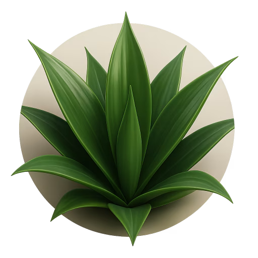 آگاو - Agave