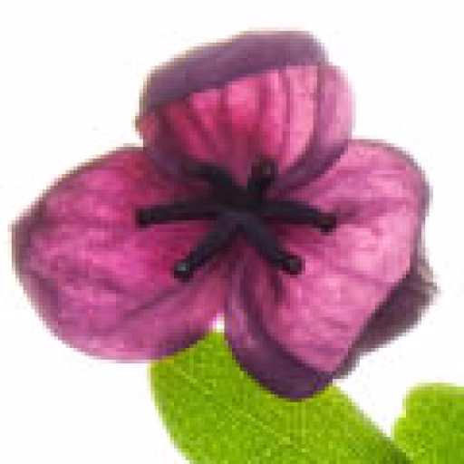 گل آکبیا - Akebia flower