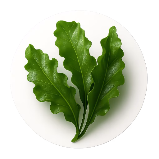 جلبک - Algae