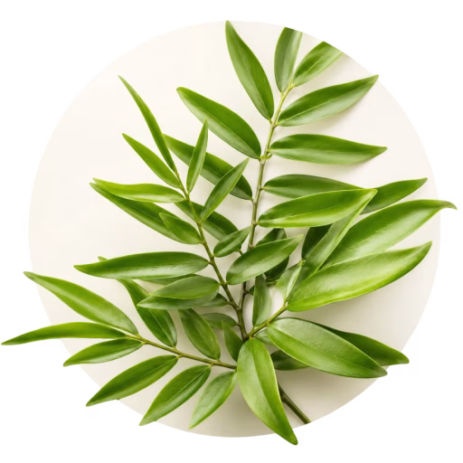 آلماسیگا - Almaciga