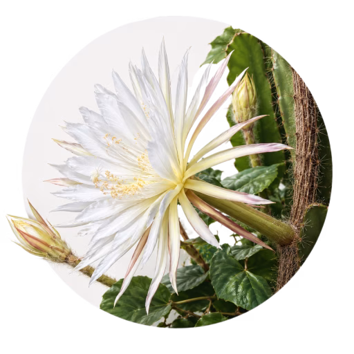 گل ماه آمازون - Amazon Moonflower