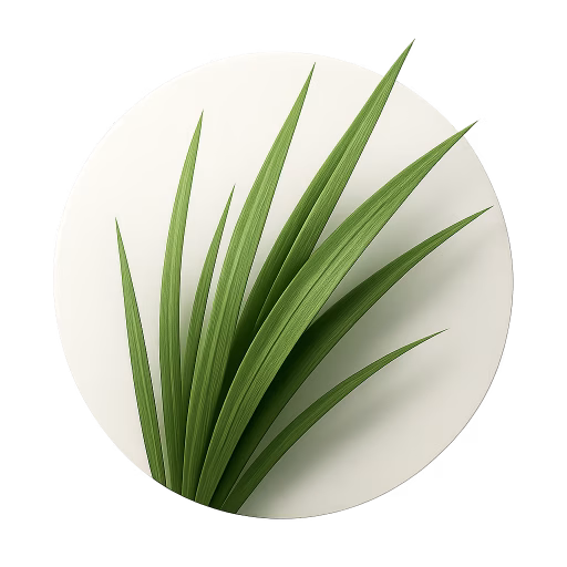 علف ساحلی آموفیلا - Ammophila (Beach Grass)
