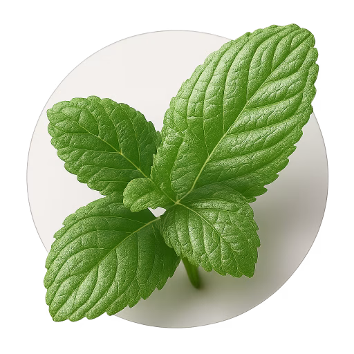 نعناع سیبی - Apple Mint