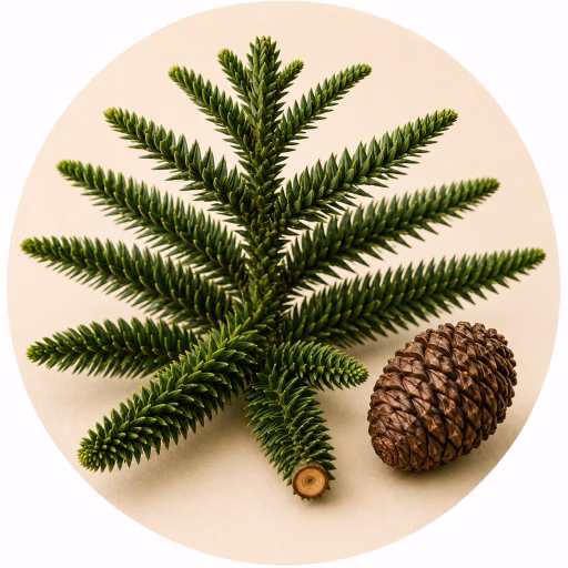 آروکاریا برزیلی - Araucaria