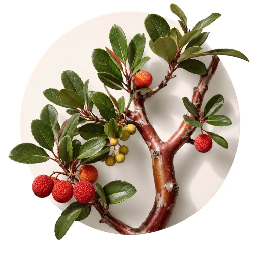 چوب مادرون - Arbutus (Madrona, Bearberry Tree)