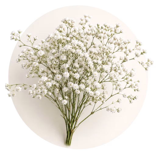 گل عروس - Baby’s Breath