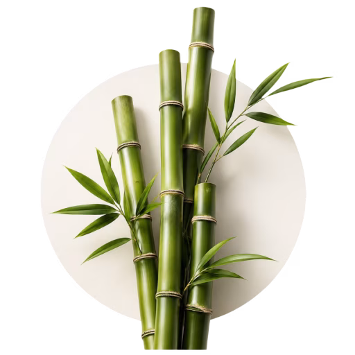 بامبو - Bamboo