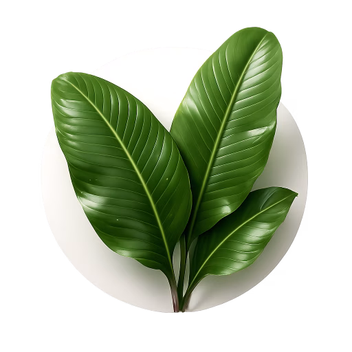 برگ موز - Banana Leaf