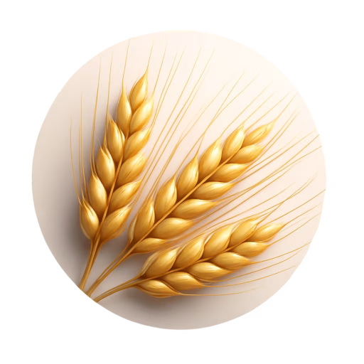 جو - Barley