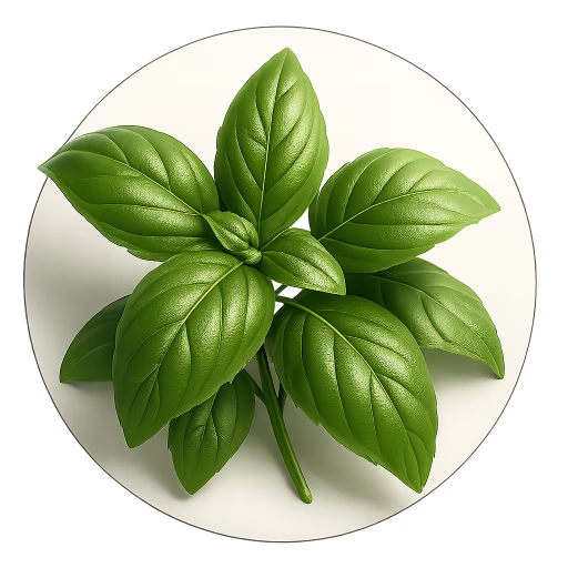 ریحان - Basil