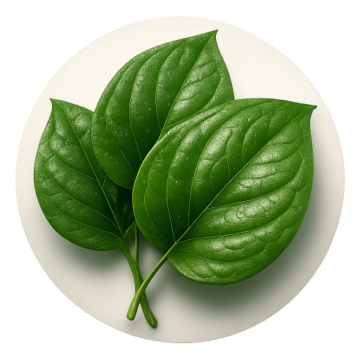برگ فوفل - Betel Leaf