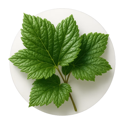 برگ انگورفرنگی سیاه - Black Currant Leaf