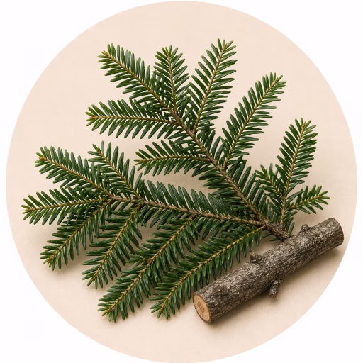 شوکران سیاه یا تسوگا - Black Hemlock or Tsuga