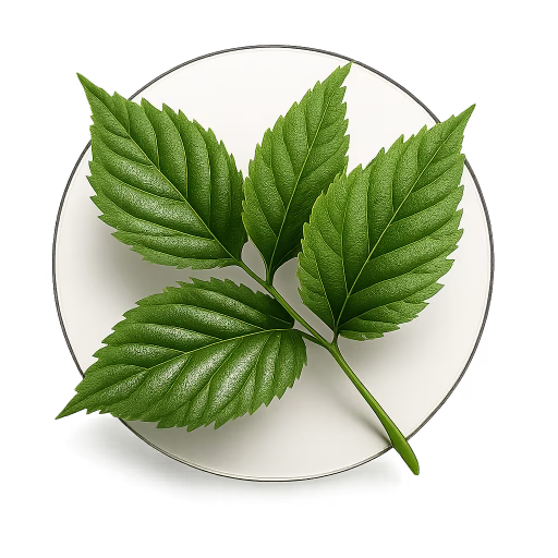 برگ شاه‌توت - Blackberry Leaf
