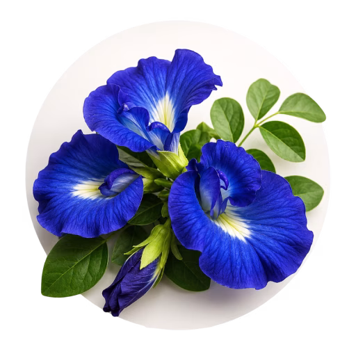 گل نخود پروانه‌ای آبی - Blue Pea Flower