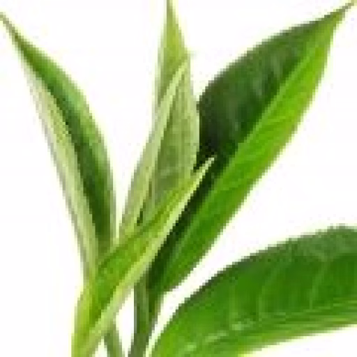 چای بوهیا وویی - Bohea (Wuyi Tea)