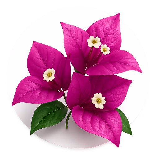 گل کاغذی - Bougainvillea