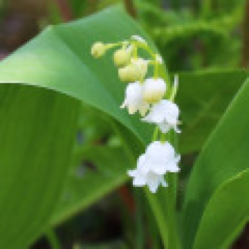 بورژئونال - Bourgeonal