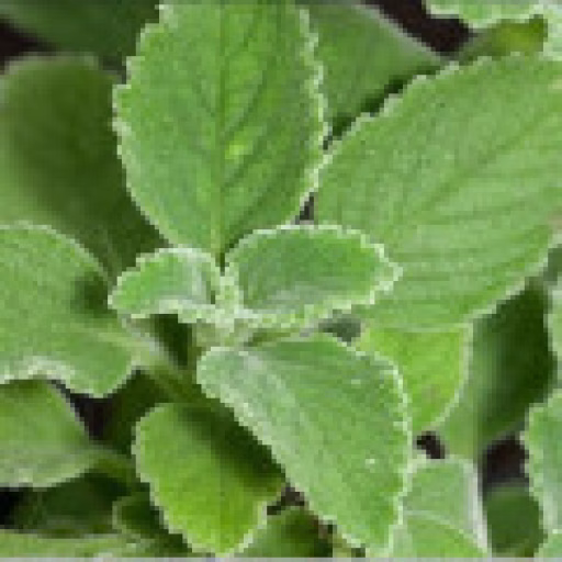 بولدوی برزیلی - Brazilian Boldo