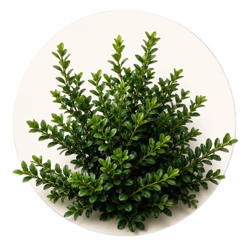 شمشاد - Buxus