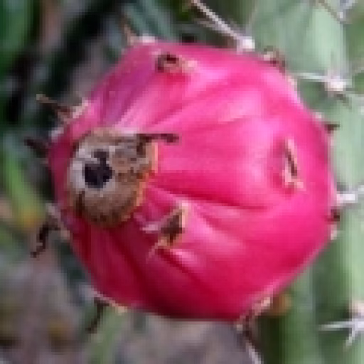 میوه کاکتوس هاریسیا - Cactus Harrisia