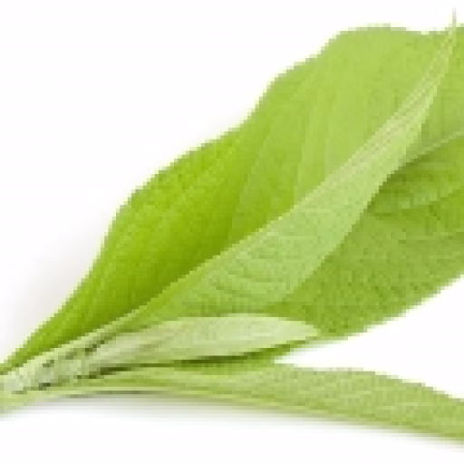کافور - Camphor