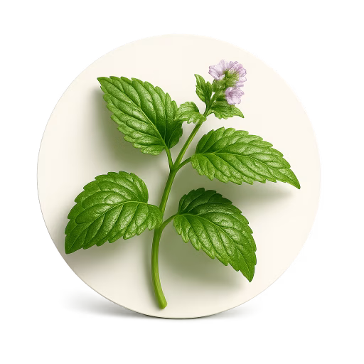 نعناع گربه‌ای - Catnip