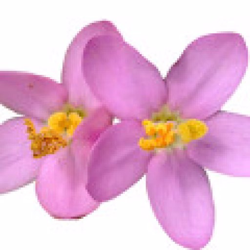 قنطوریون - Centaury