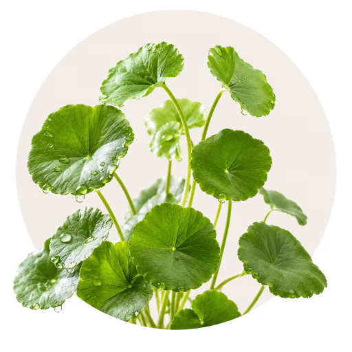 گوتو کولا - Centella Asiatica