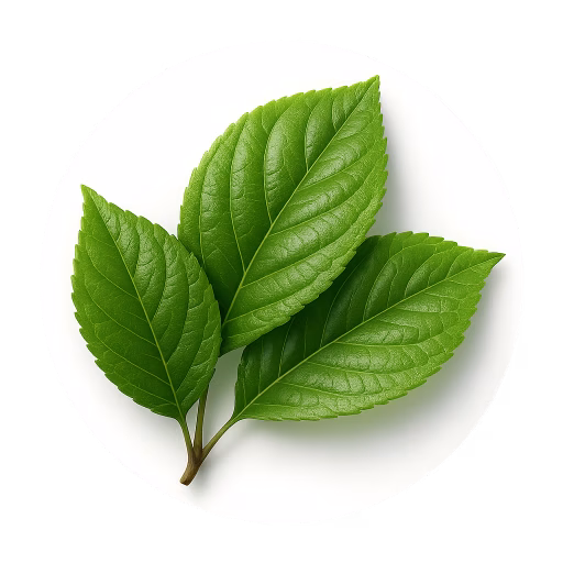 برگ گیلاس - Cherry Leaf