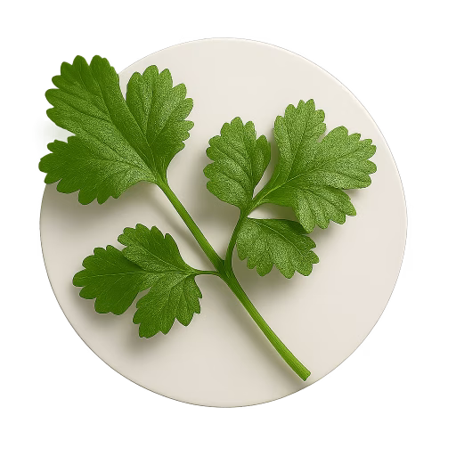 برگ گشنیز - Cilantro