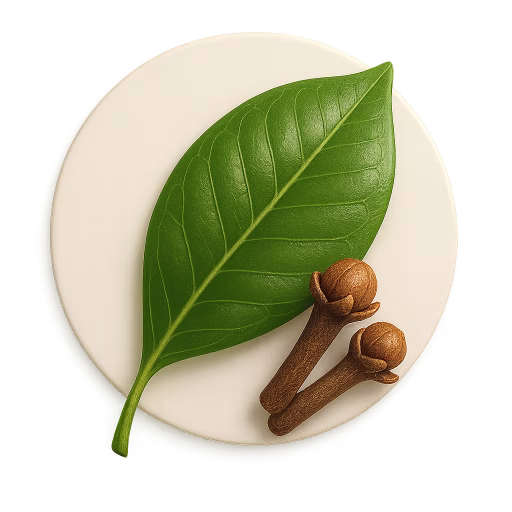 برگ میخک ادویه‌ای - Clove Leaf