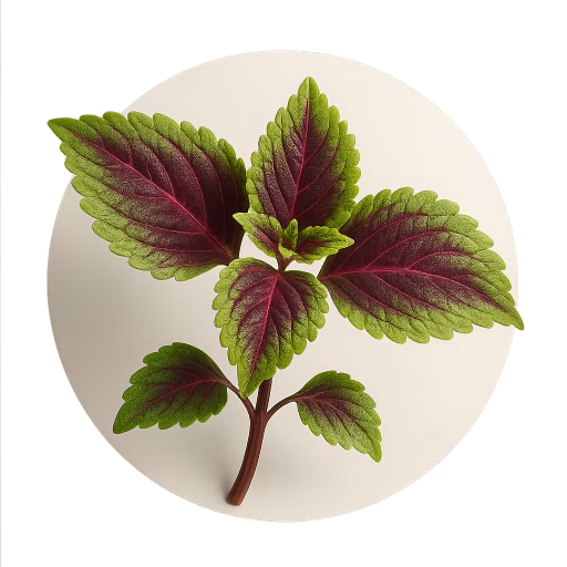 کولئوس - Coleus