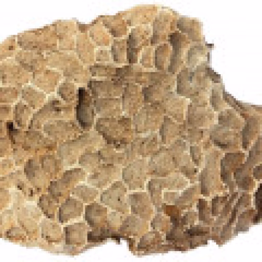 سنگ آهک مرجانی - Coral Limestone