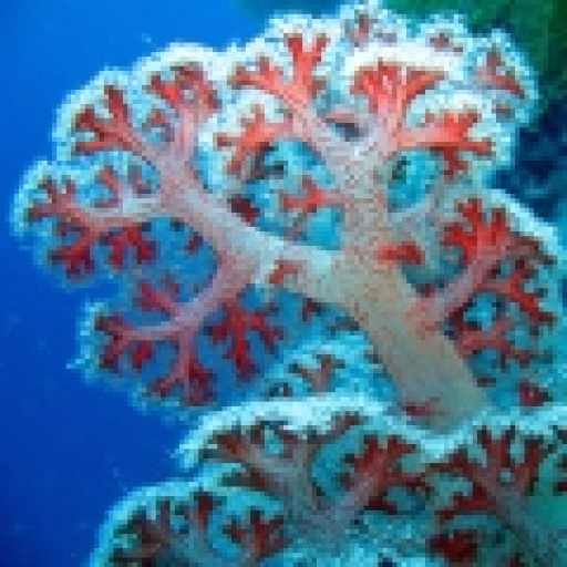 صخره مرجانی - Coral Reef