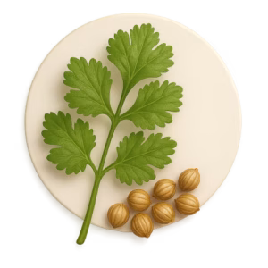 گشنیز