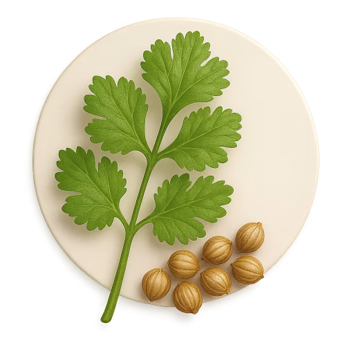 گشنیز - Coriander