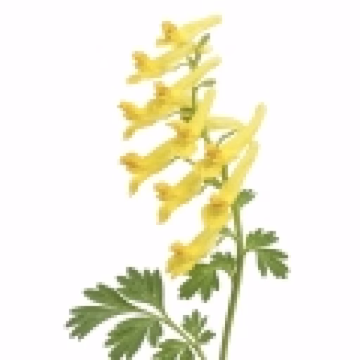 بهارک - Corydalis