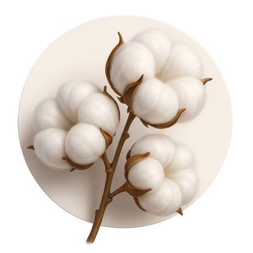 گل پنبه - Cotton Flower