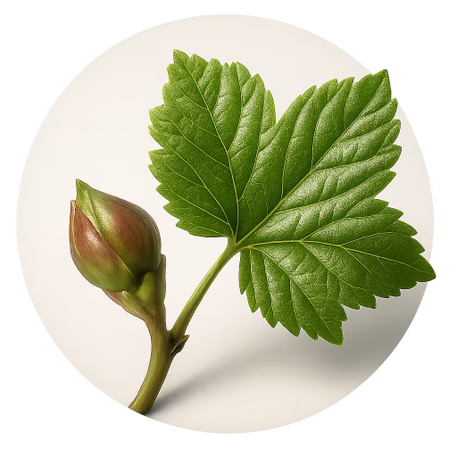 برگ و جوانه انگور فرنگی سیاه - Currant Leaf and Bud