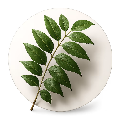 برگ کاری - Curry Tree