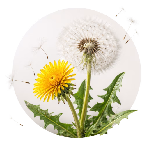 قاصدک - Dandelion