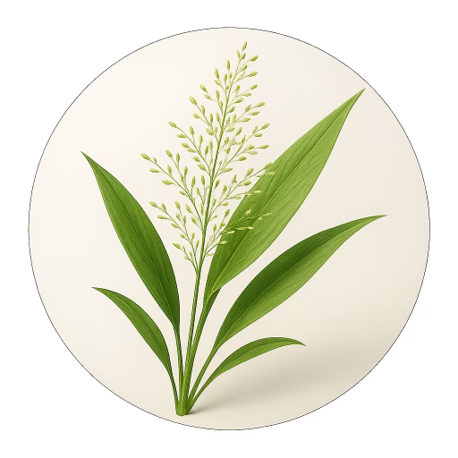 علف زبان گوزن - Deer Tongue Grass