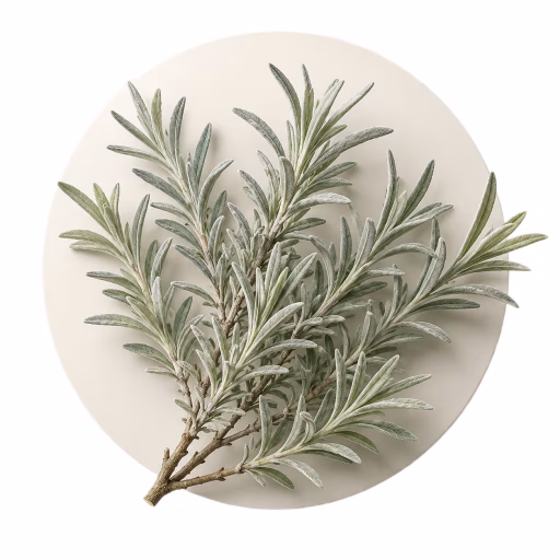 درمنه بیابانی - Desert Sagebrush