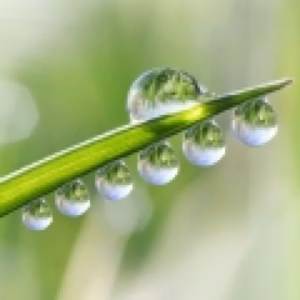 قطره شبنم