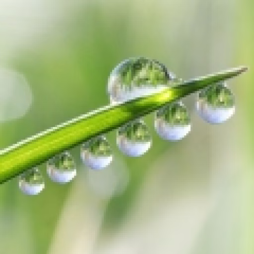 قطره شبنم - Dew Drop